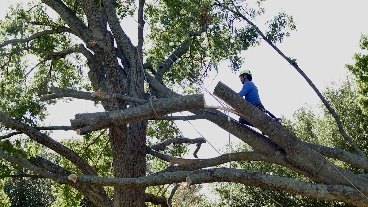 Professional Crown Thinning performed by certified arborists in Chesapeake